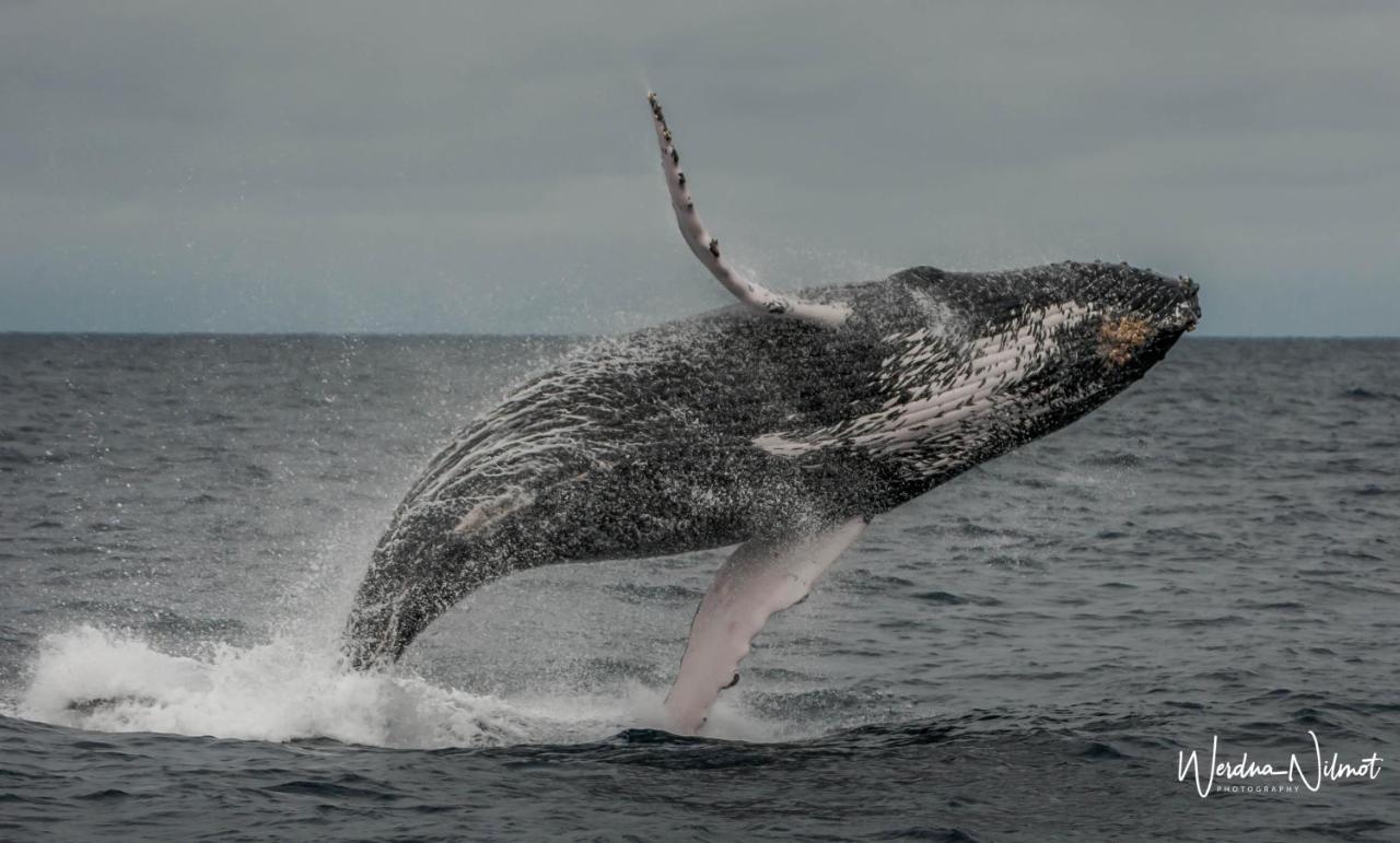 Whale House Hotel Puerto Lopez Bagian luar foto